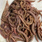 Live fishing bait