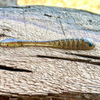 Tecumseh (SB Goby)
