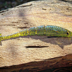 5.5” / Shell Shock (Bluegill)