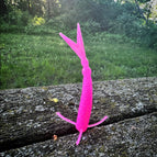 Molly Pitcher (Hot Pink)
