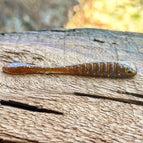Pine Tree Shilling (Golden Shiner)