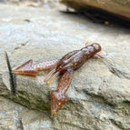 Pine Tree Shilling (Golden Shiner)