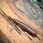 Pine Tree Shilling (Golden Shiner) / 4.25”