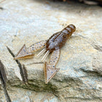 Tecumseh (SB Goby)