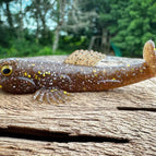 Pine Tree Shilling (Golden Shiner)