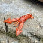 Tribe Oneida (Fire Craw)