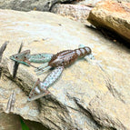 Defiant (Blue Craw)