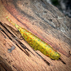 American Caesar (Perch) / 4.25”
