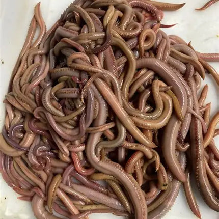 1 Doz Jumbo Blood Worms