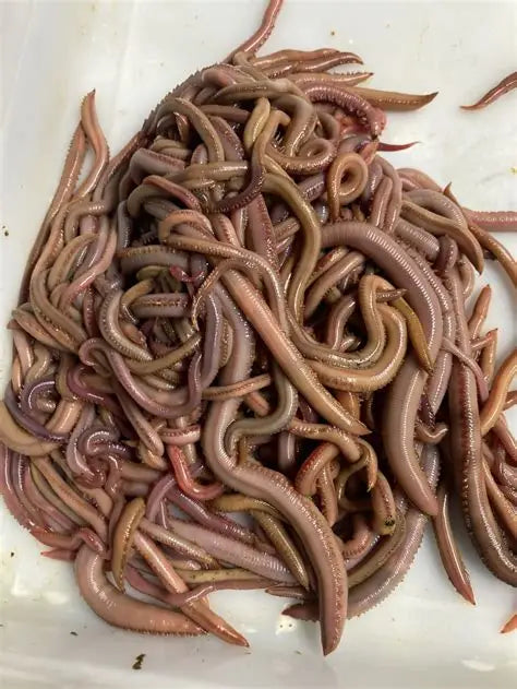 1 Doz Jumbo Blood Worms