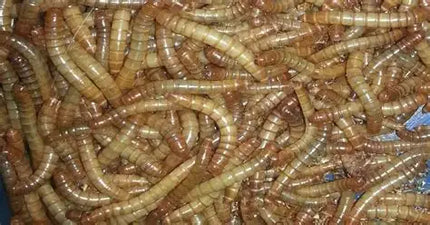Meal Worms 30ct