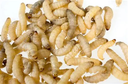 Wax Worm 24ct