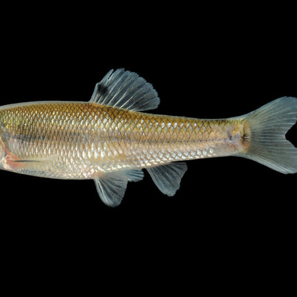 Fat Head Minnow