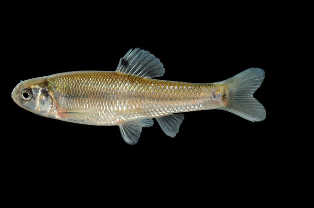 Fat Head Minnow