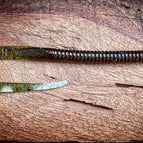 Huzzah! (Okeechobee Craw)
