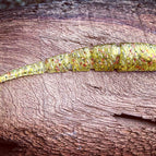 5.5” / American Caesar (Perch)