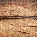 Defiant (Blue Craw)