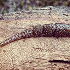 5.5” / Pine Tree Shilling (Golden Shiner)