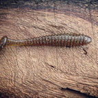 Pine Tree Shilling (Golden Shiner)