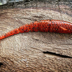 5.5” / Tribe Oneida (Fire Craw)
