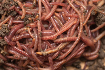 Red Worms 30ct