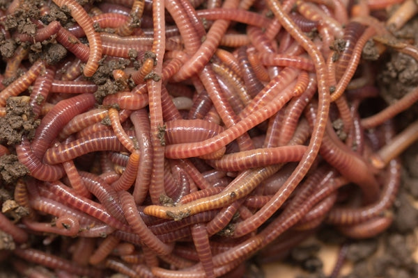 Red Worms 30ct